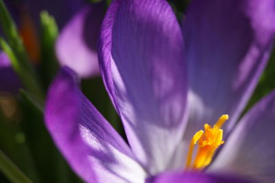 Close-up of purple crocus blooming outdoors