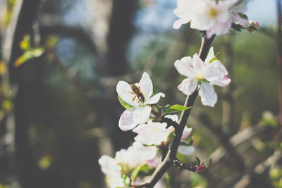 Close-up of white cherry blossoms in spring