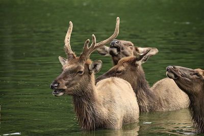 Deer in a lake