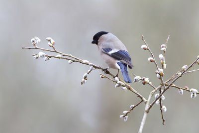 Close-up of bird perching on plant