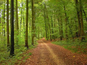 Scenic view of forest