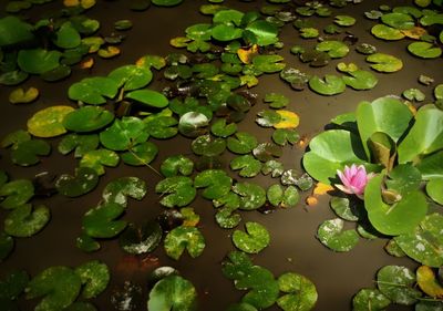 High angle view of water lily and leaves on pond