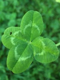 Close-up of green leaves