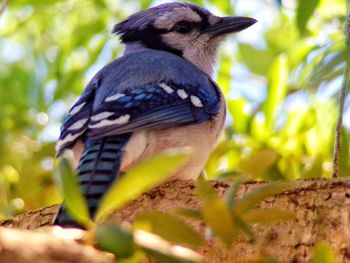 Close-up of a bird