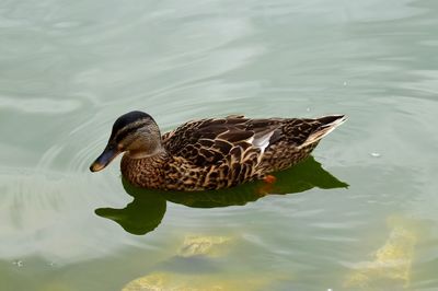 Mallard duck swimming in lake