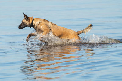 Dog running in a water
