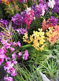 Close-up of pink flowering plants