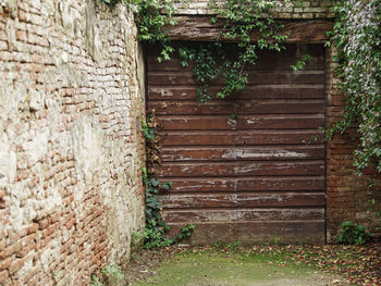 Ivy growing on brick wall