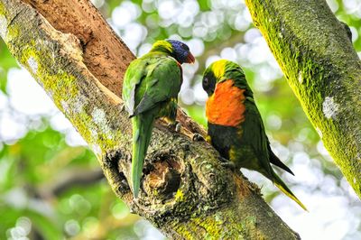 Low angle view of parrots perching on tree