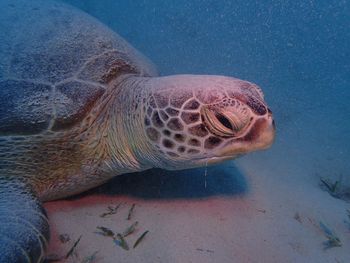 Close-up of turtle on sea