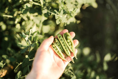 Cropped image of person holding peas