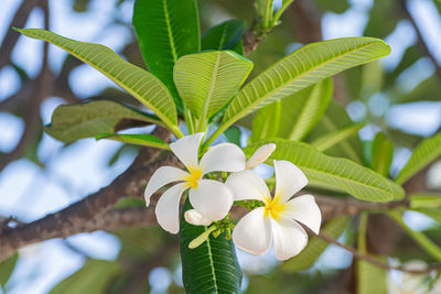 Close-up of white flowering plant