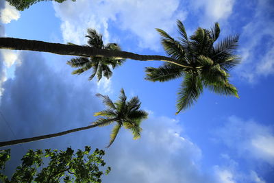Low angle view of coconut palm tree against sky
