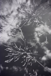 Close-up of plant against sky