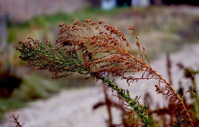 Close-up of autumn leaves on tree in forest