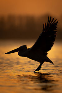 Bird flying over sea