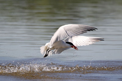 Bird flying over water