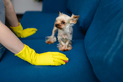 Woman in a apron and gloves cleans a sofa from dog hair. cleaning of the apartment. life with pets.