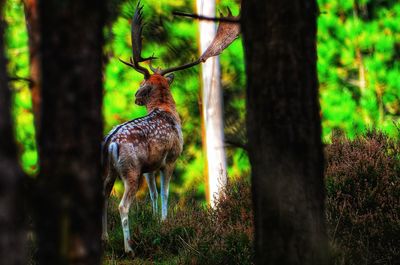 Deer in a forest