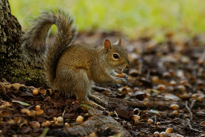 Close-up of squirrel