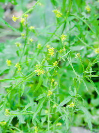 Close-up of plant