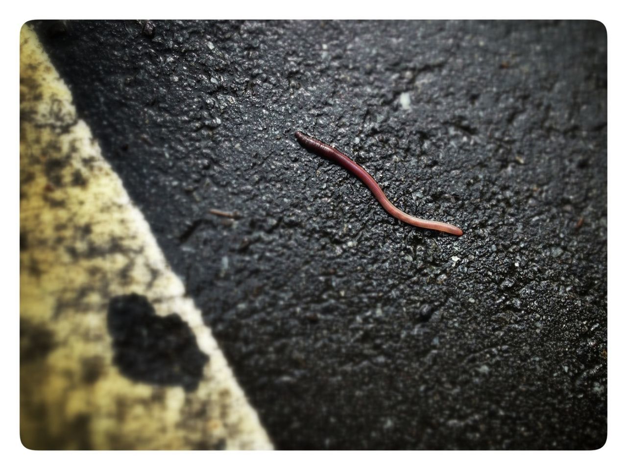 one animal, transfer print, wildlife, animal themes, animals in the wild, insect, auto post production filter, textured, high angle view, selective focus, street, asphalt, close-up, road, ground, outdoors, nature, day, sunlight, no people