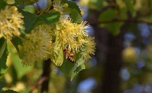 Low angle view of honey bee on yellow flowers