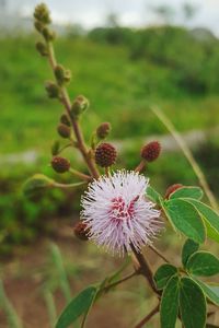Close-up of flowers blooming