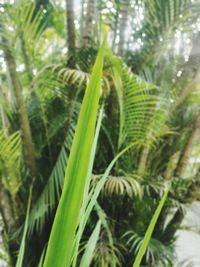 Close-up of palm tree