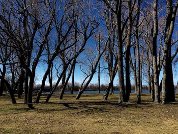 Trees against sky