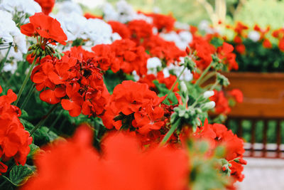 Close-up of red flowering plant