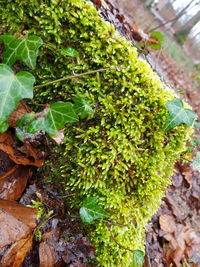 High angle view of plants growing on field