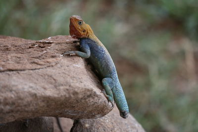 Close-up of lizard on rock