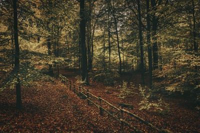 Trees in forest during autumn