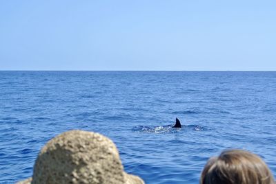 Dolphin fin in the sea