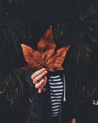 Autumn leaves on ground