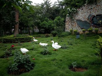 View of birds in lake