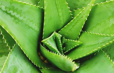 Full frame shot of green leaves