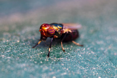 A beautiful macro-photo of a tiny colorful fly resting in shade  at the local nature reserve 