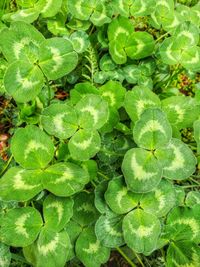 Full frame shot of green leaves