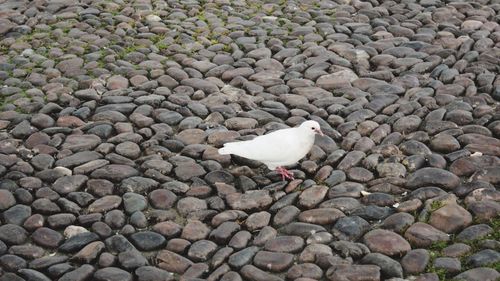 High angle view of seagull on stone