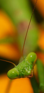 Close-up of praying mantis