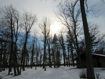 Trees against sky during winter