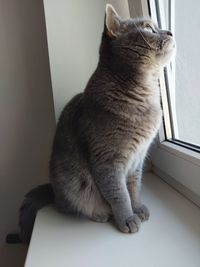 Close-up of a cat looking away