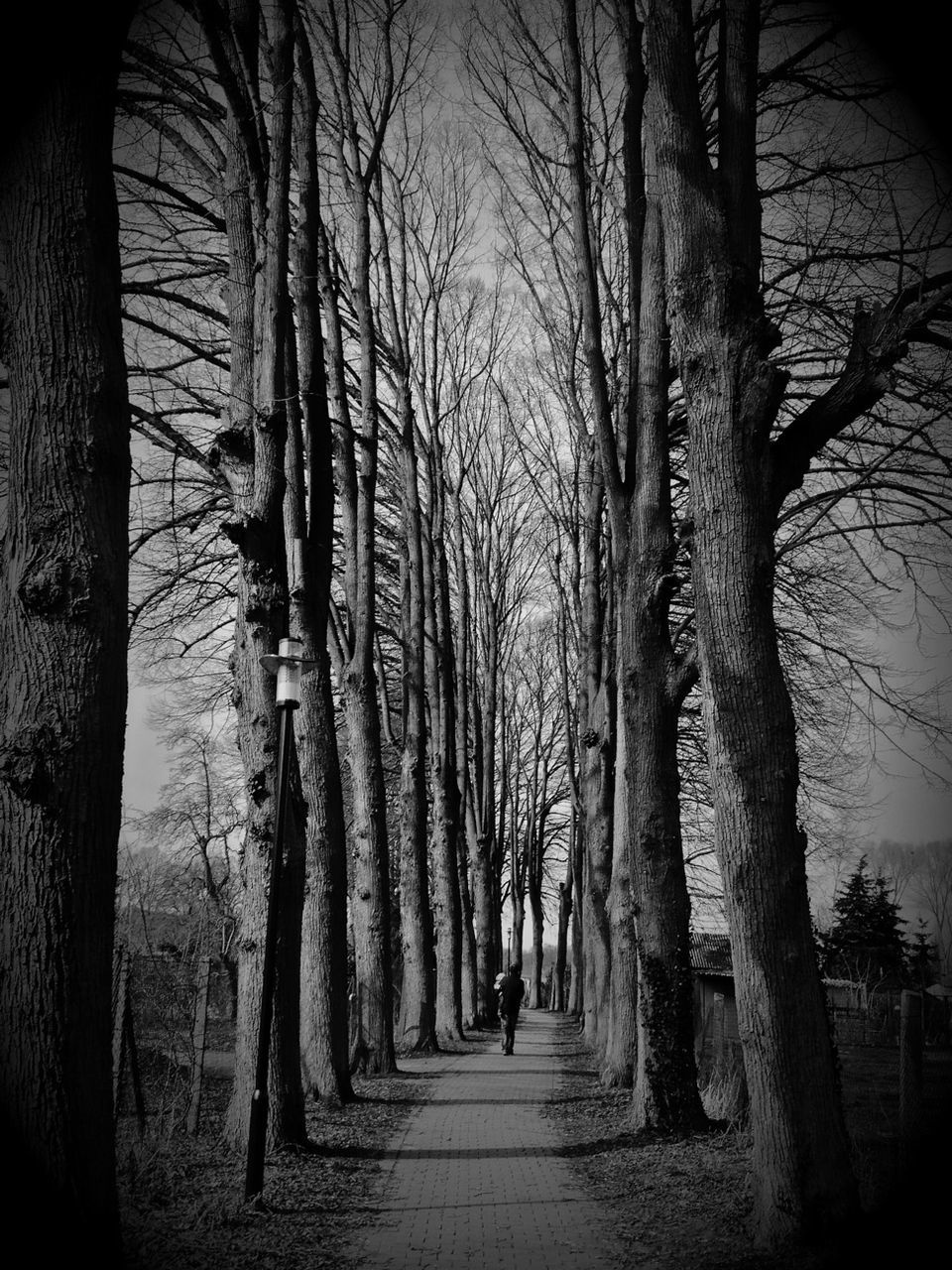 tree, the way forward, bare tree, tree trunk, diminishing perspective, treelined, vanishing point, branch, tranquility, narrow, footpath, nature, pathway, long, walkway, tranquil scene, empty, road, growth, outdoors