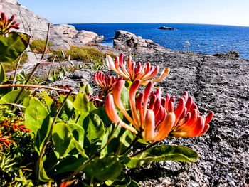 Close-up of succulent plant in sea