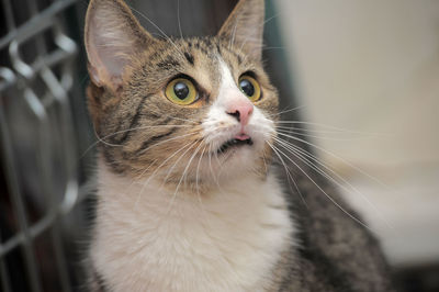 Close-up portrait of a cat looking away