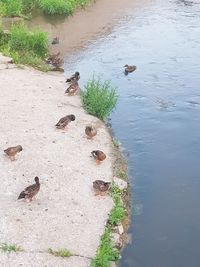 High angle view of birds on rock by lake