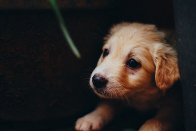 Close-up of a dog looking away