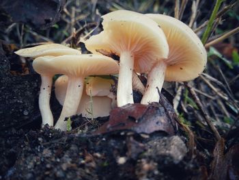 Close-up of mushroom growing outdoors